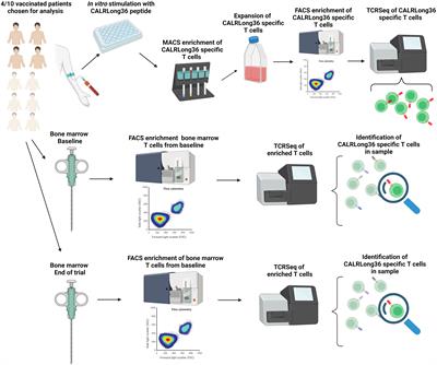 Therapeutic cancer vaccination against mutant calreticulin in myeloproliferative neoplasms induces expansion of specific T cells in the periphery but specific T cells fail to enrich in the bone marrow